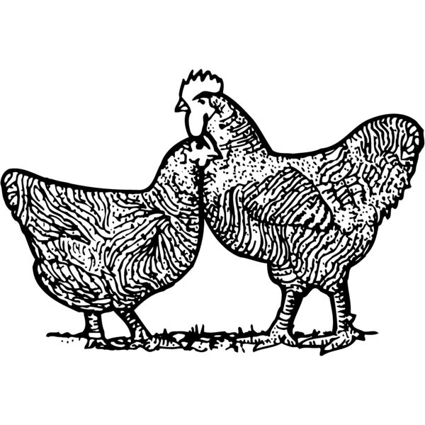 CHICK005 Miniaturansicht