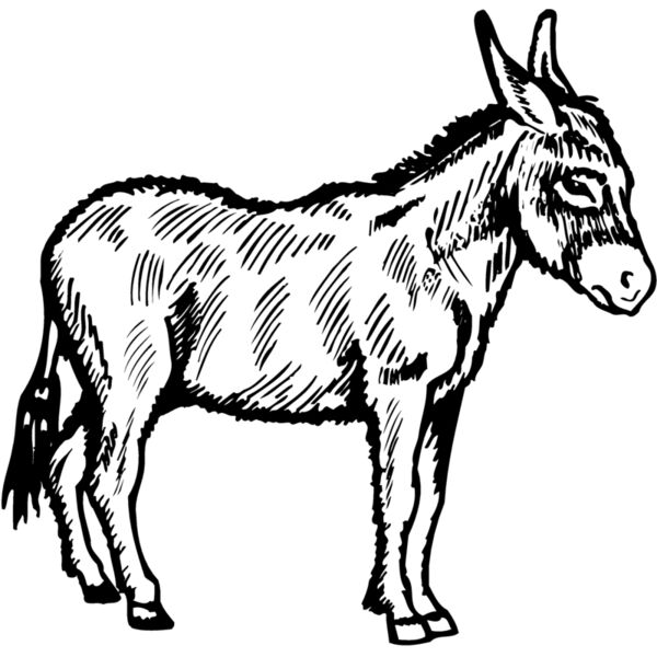 BURRO006 Miniaturansicht