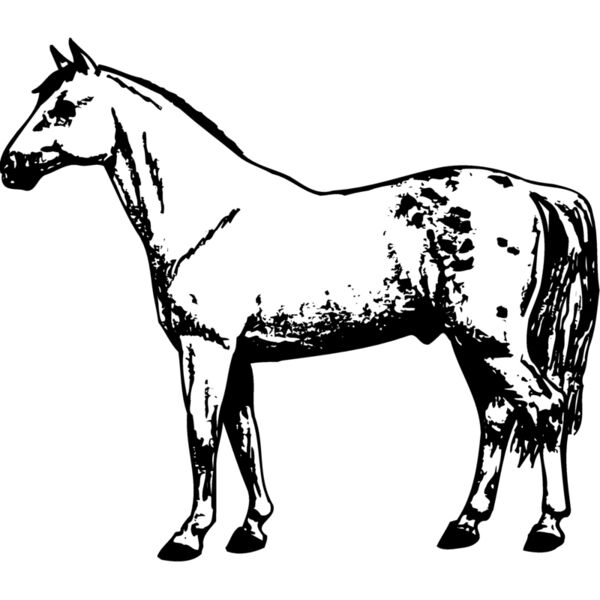 HORSE032 Miniaturansicht