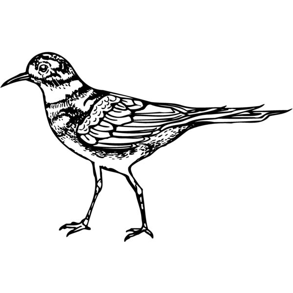 BIRD007 Miniaturansicht