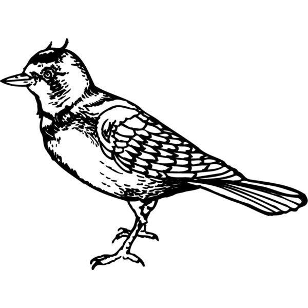 BIRD021 Miniaturansicht