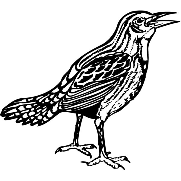 BIRD023 Miniaturansicht