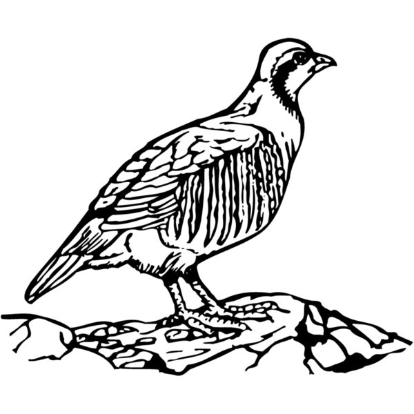 BIRD045 Miniaturansicht