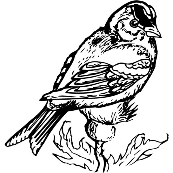 BIRD050 Miniaturansicht