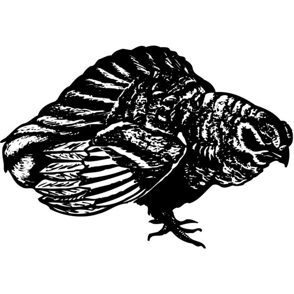 BIRD073 Miniaturansicht