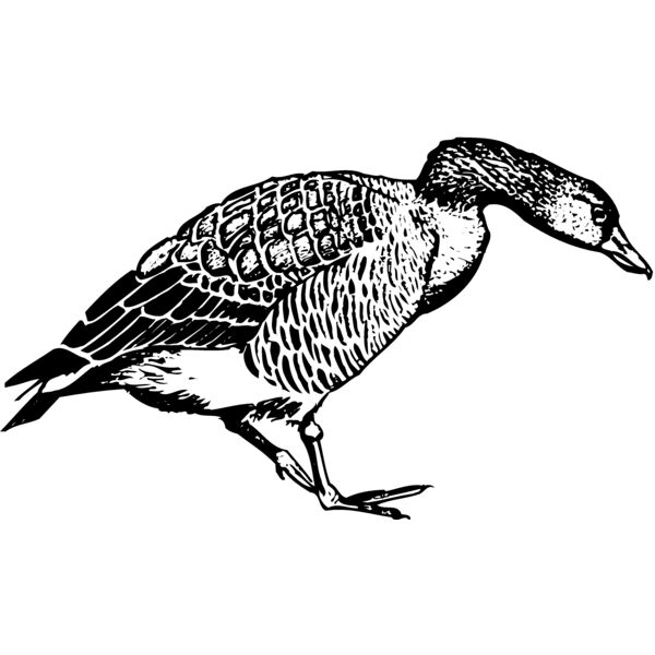 BIRD091 Miniaturansicht