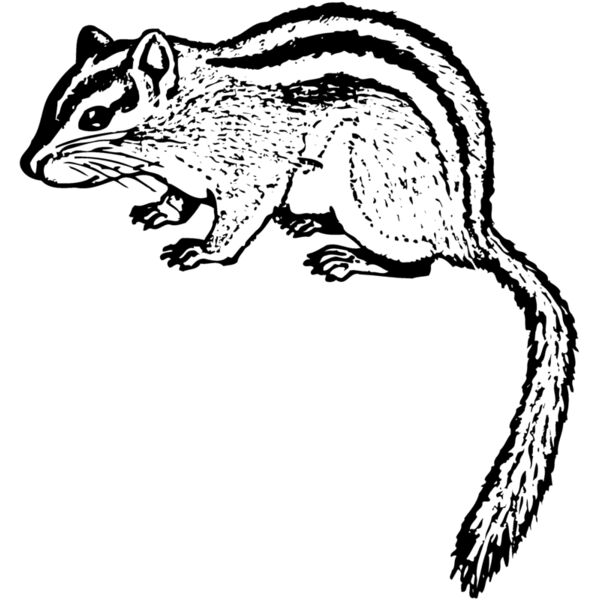 CHIPMNK1 Miniaturansicht