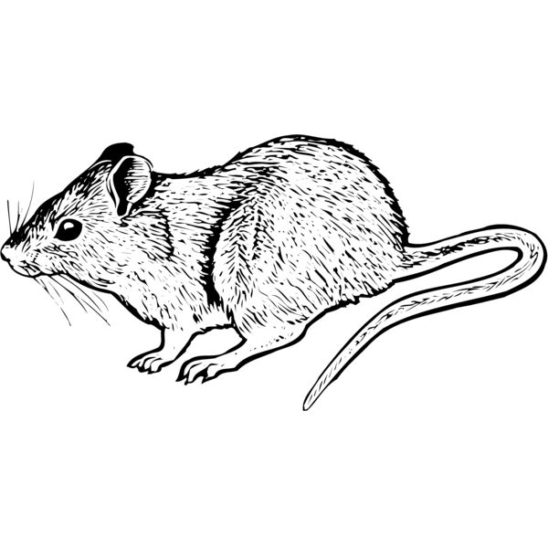 MOUSE004 Miniaturansicht